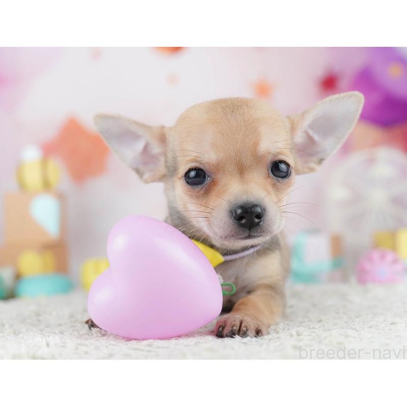 販売中の千葉県のチワワ(スムースコート)-453883の6枚目