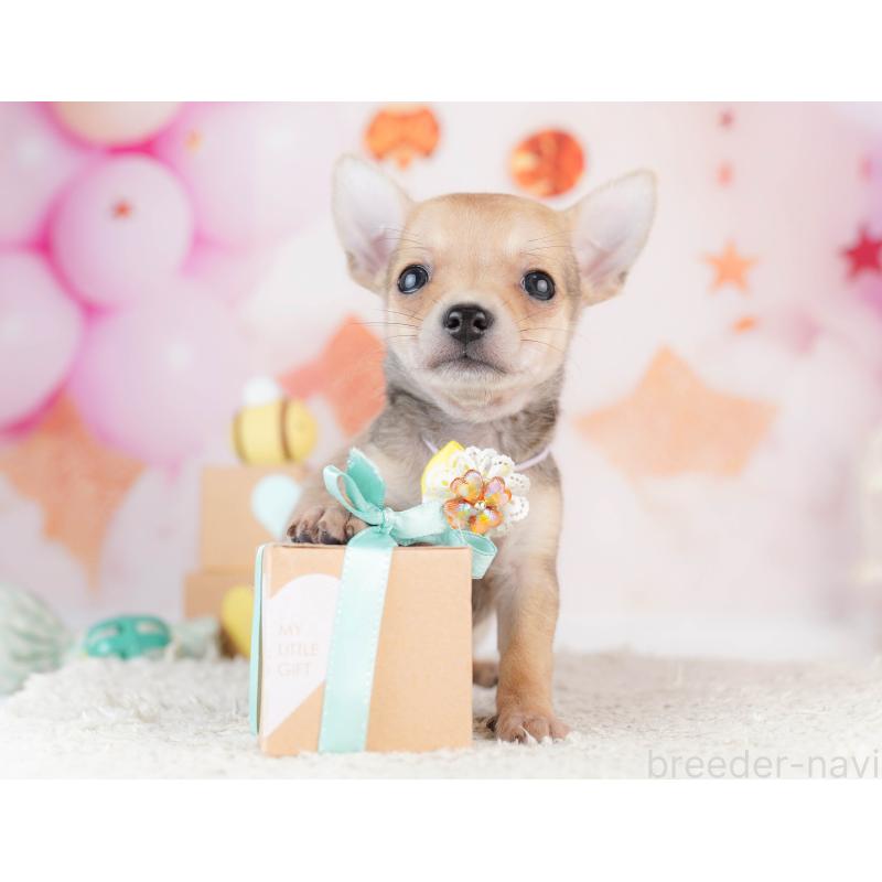 販売中の千葉県のチワワ(スムースコート)-453883の5枚目