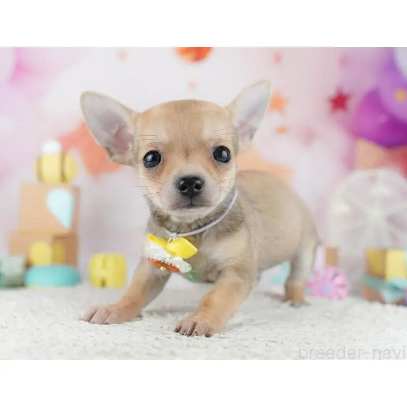 販売中の千葉県のチワワ(スムースコート)-453883の3枚目