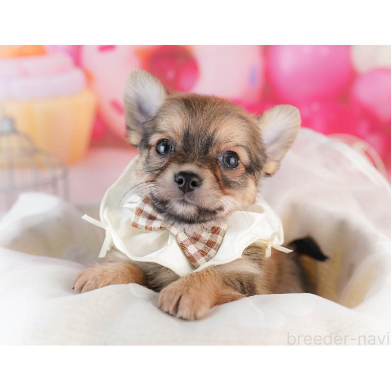 ♂︎チワワ(ロングコート)