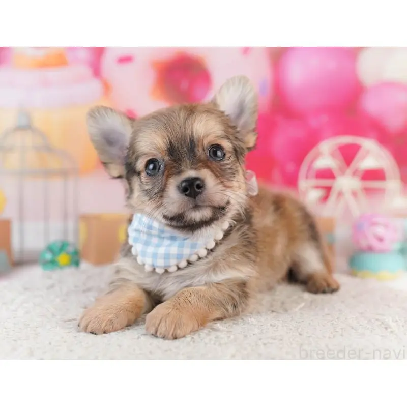 販売中の千葉県のチワワ(ロングコート)-453867の11枚目