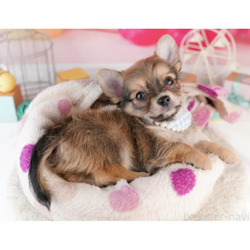 販売中の千葉県のチワワ(ロングコート)-453867の10枚目