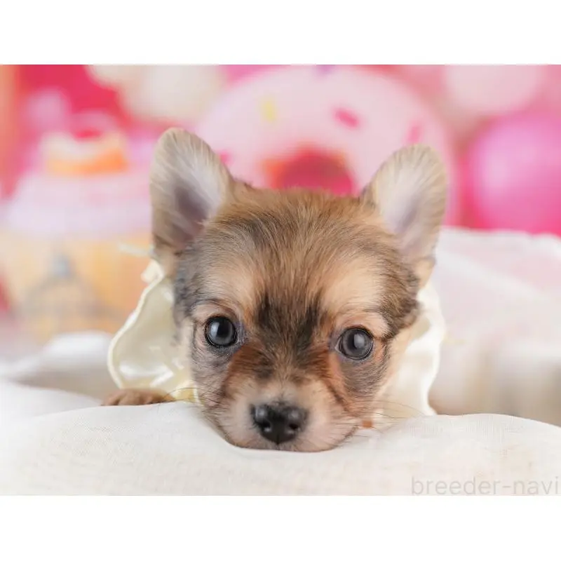 販売中の千葉県のチワワ(ロングコート)-453867の9枚目