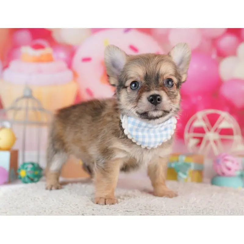 販売中の千葉県のチワワ(ロングコート)-453867の7枚目