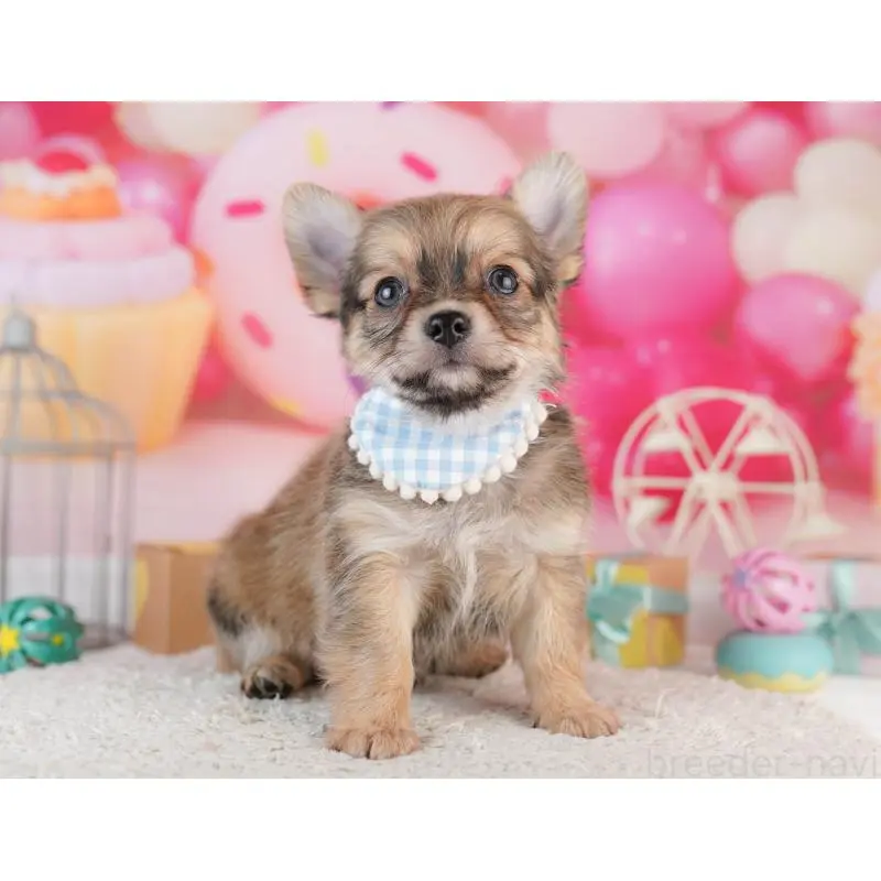 販売中の千葉県のチワワ(ロングコート)-453867の6枚目