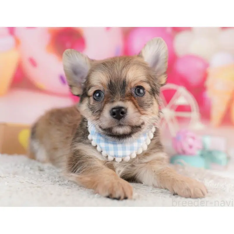 販売中の千葉県のチワワ(ロングコート)-453867の5枚目