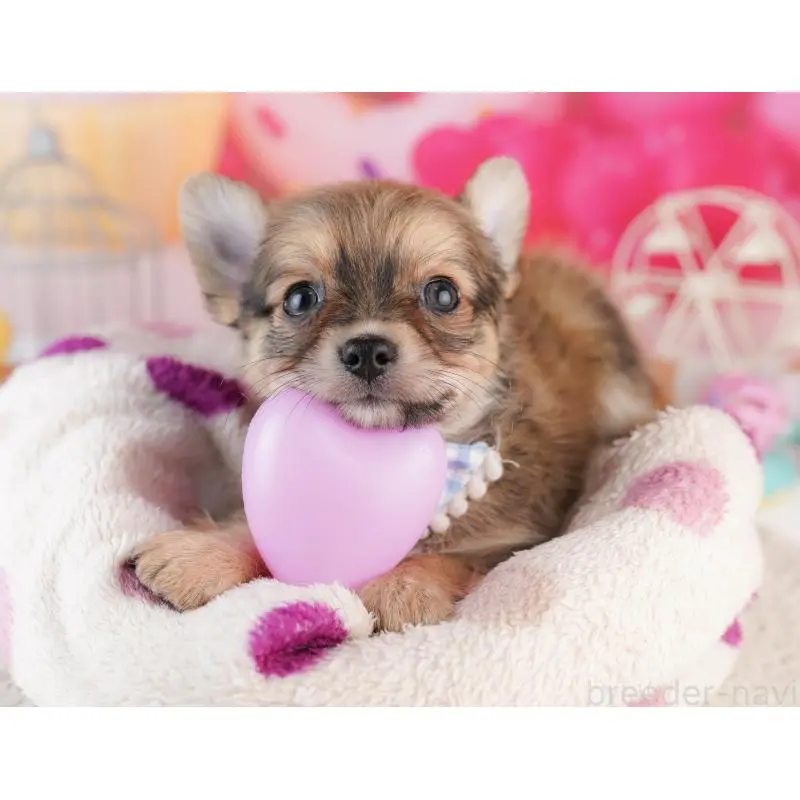 販売中の千葉県のチワワ(ロングコート)-453867の4枚目