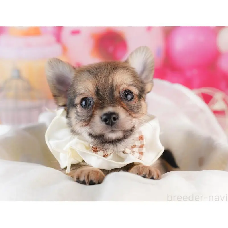 販売中の千葉県のチワワ(ロングコート)-453867の3枚目