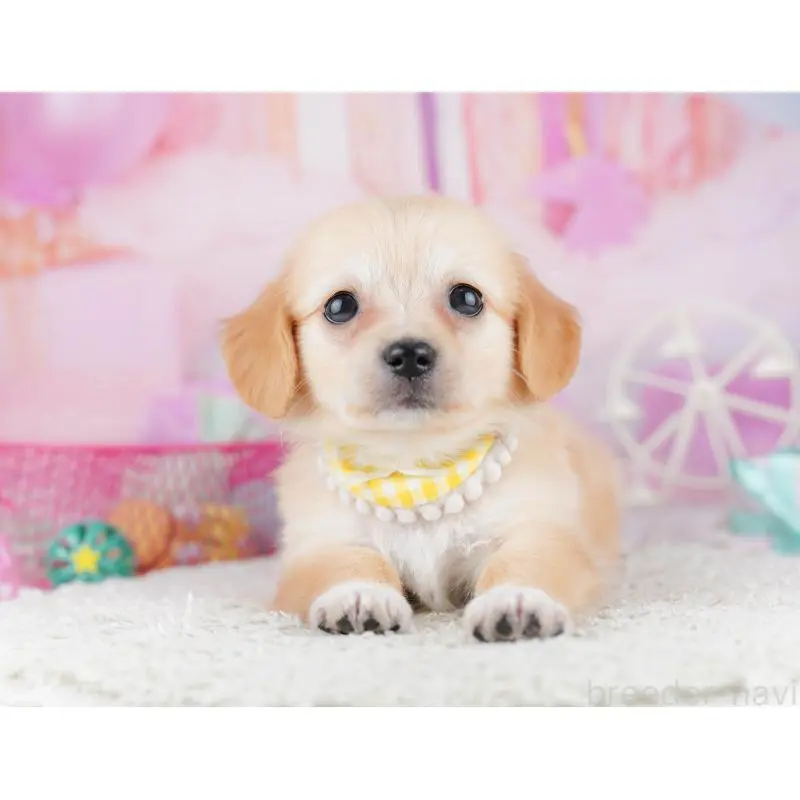 販売中の千葉県のチワックス:チワワ×ミニチュアダックスフンド-453908の11枚目