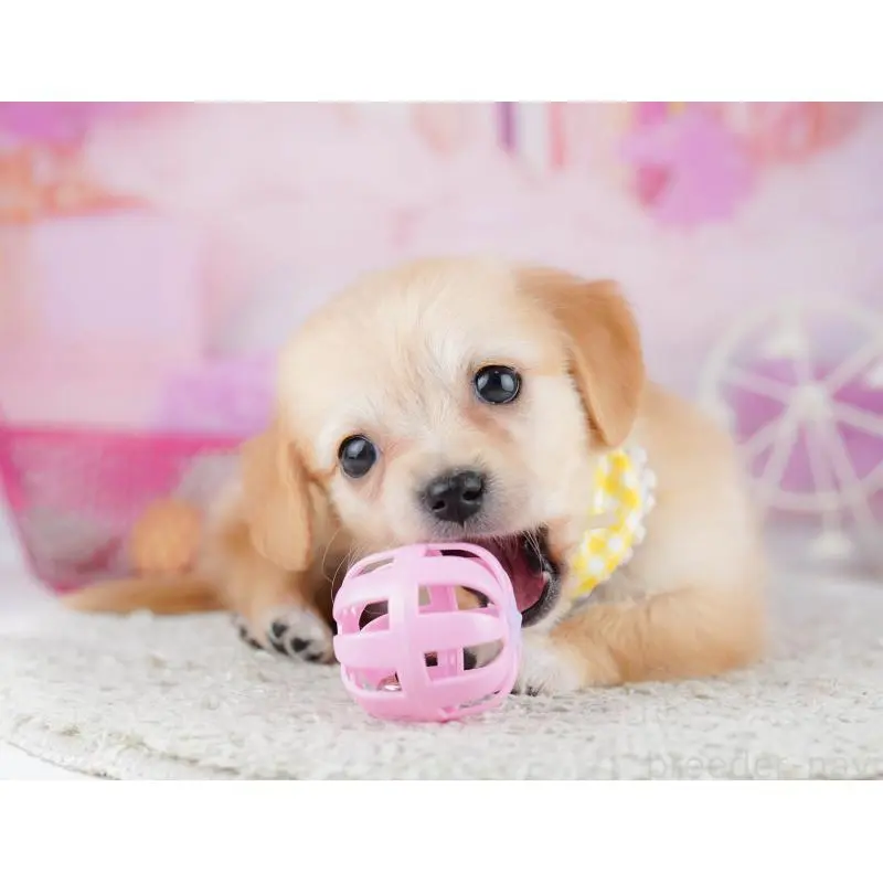 販売中の千葉県のチワックス:チワワ×ミニチュアダックスフンド-453908の10枚目