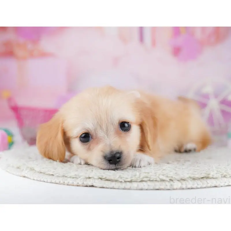 販売中の千葉県のチワックス:チワワ×ミニチュアダックスフンド-453908の9枚目