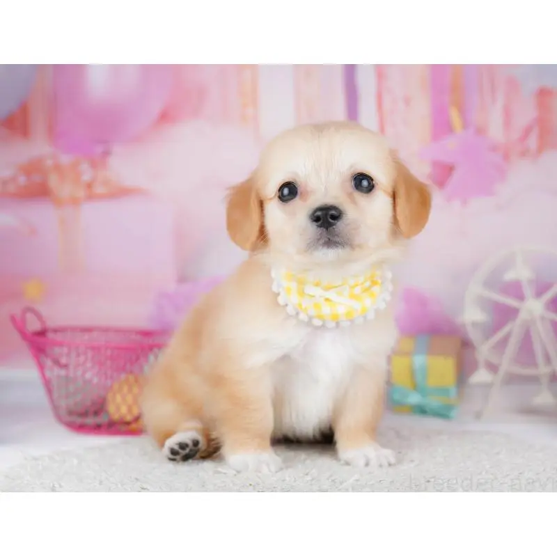 販売中の千葉県のチワックス:チワワ×ミニチュアダックスフンド-453908の8枚目