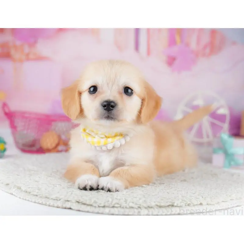 販売中の千葉県のチワックス:チワワ×ミニチュアダックスフンド-453908の6枚目