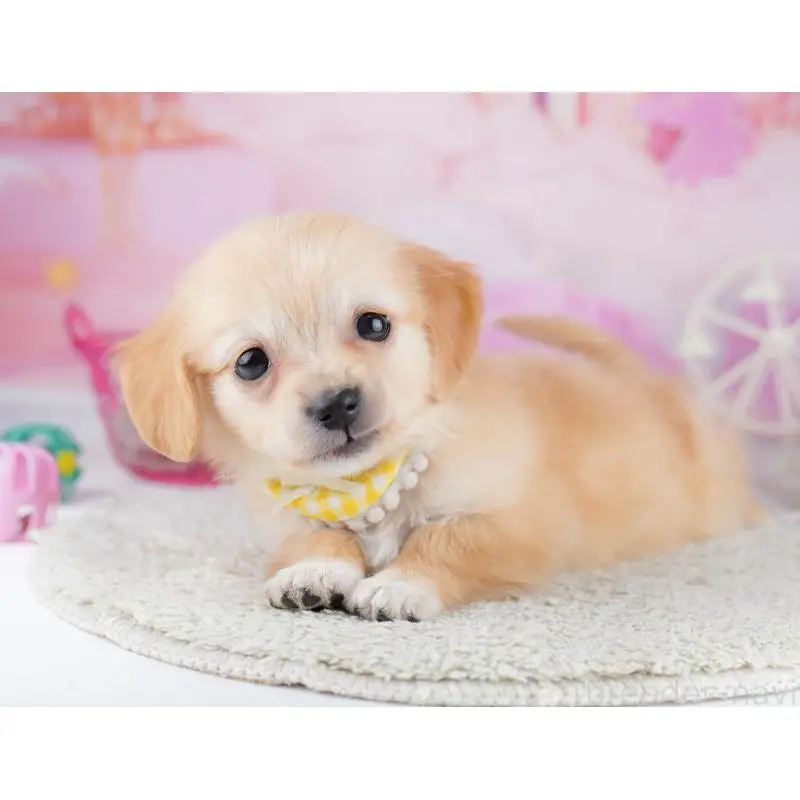 販売中の千葉県のチワックス:チワワ×ミニチュアダックスフンド-453908の5枚目