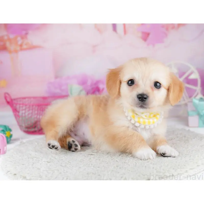 販売中の千葉県のチワックス:チワワ×ミニチュアダックスフンド-453908の4枚目