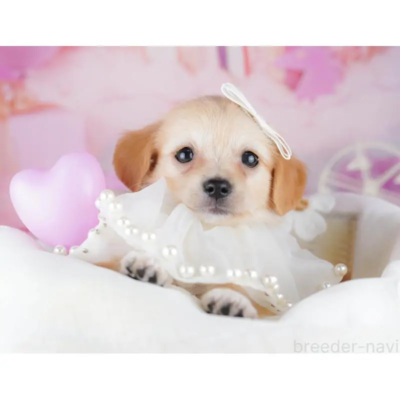 販売中の千葉県のチワックス:チワワ×ミニチュアダックスフンド-453908の2枚目