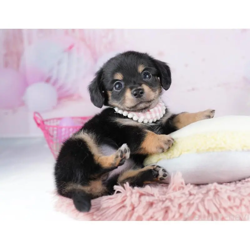 販売中の千葉県のチワックス:チワワ×ミニチュアダックスフンド-453907の11枚目