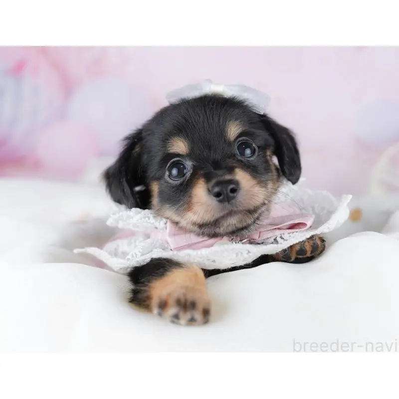 販売中の千葉県のチワックス:チワワ×ミニチュアダックスフンド-453907の10枚目