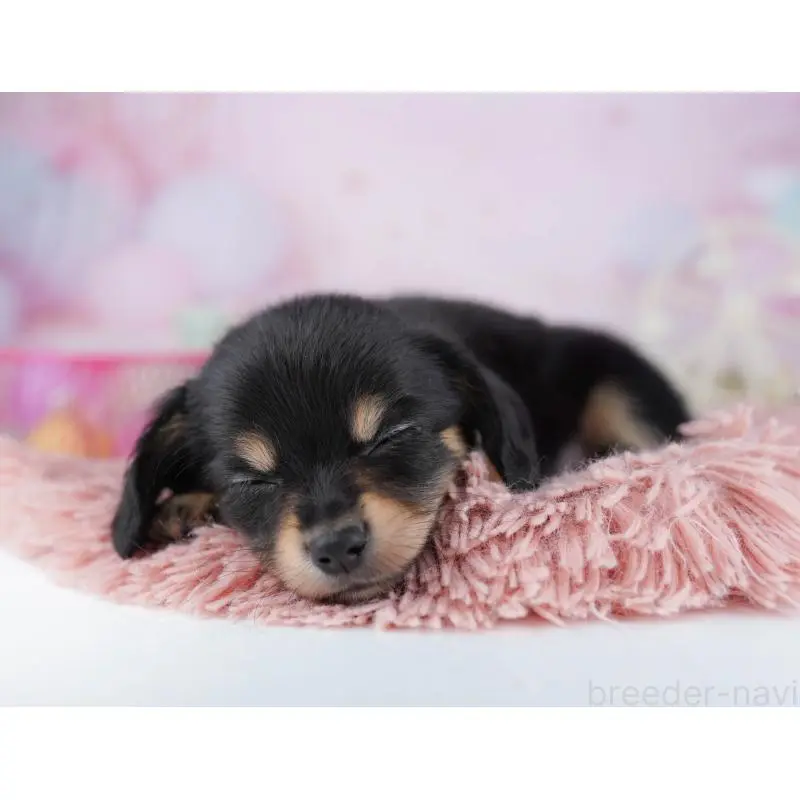 販売中の千葉県のチワックス:チワワ×ミニチュアダックスフンド-453907の9枚目