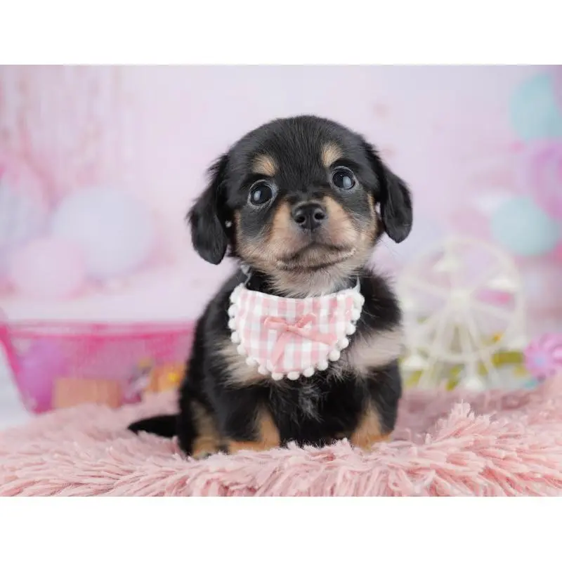 販売中の千葉県のチワックス:チワワ×ミニチュアダックスフンド-453907の7枚目