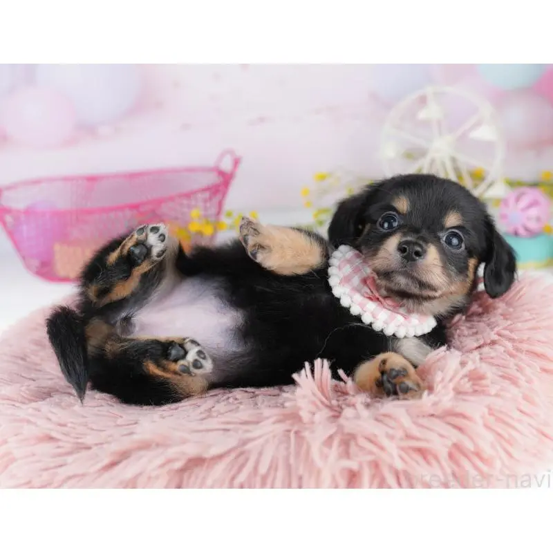 販売中の千葉県のチワックス:チワワ×ミニチュアダックスフンド-453907の6枚目