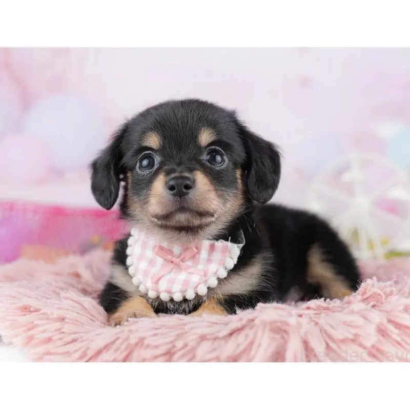 販売中の千葉県のチワックス:チワワ×ミニチュアダックスフンド-453907の5枚目