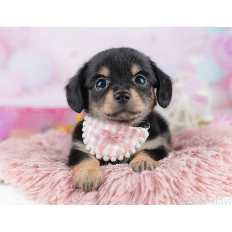 販売中の千葉県のチワックス:チワワ×ミニチュアダックスフンド-453907の4枚目