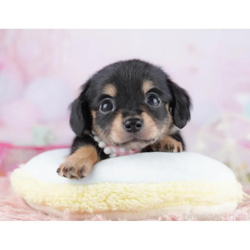 販売中の千葉県のチワックス:チワワ×ミニチュアダックスフンド-453907の3枚目