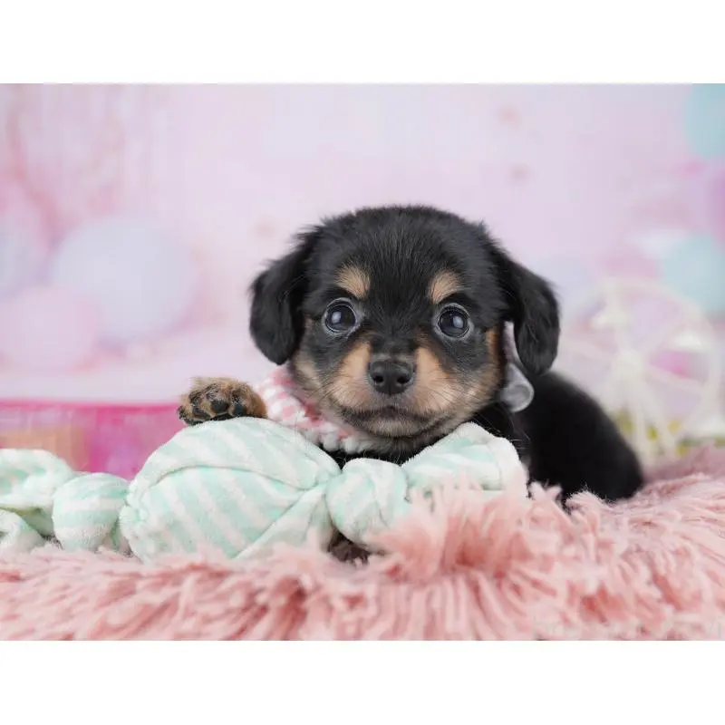 販売中の千葉県のチワックス:チワワ×ミニチュアダックスフンド-453907の2枚目