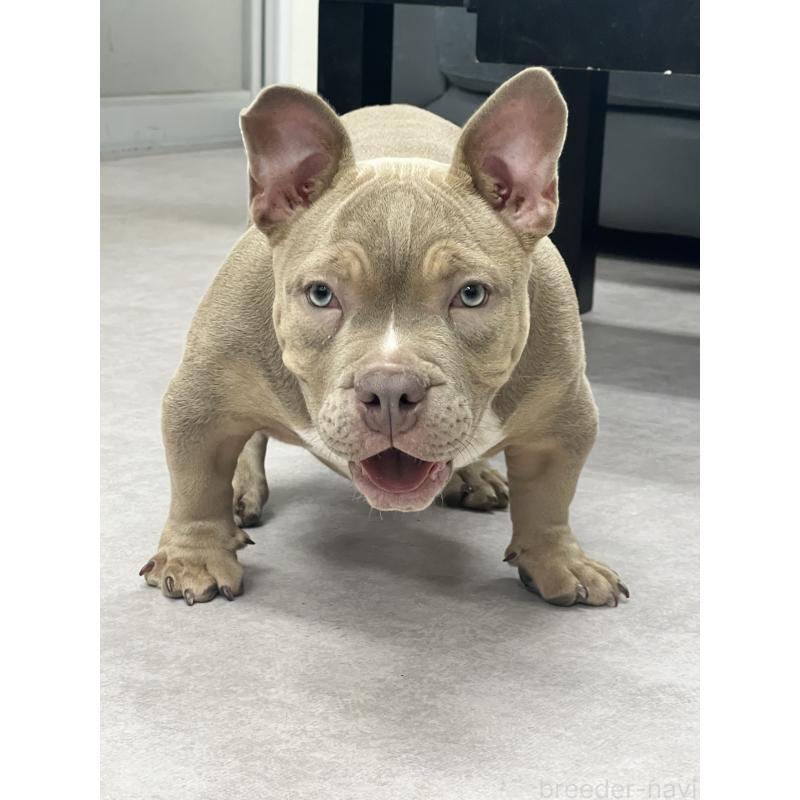 販売中の大阪府のエキゾチックブリー-435035