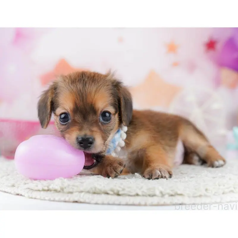 販売中の千葉県のチワックス:チワワ×ミニチュアダックスフンド-453905の11枚目