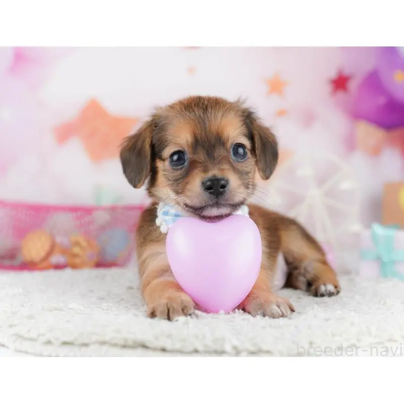 販売中の千葉県のチワックス:チワワ×ミニチュアダックスフンド-453905の10枚目