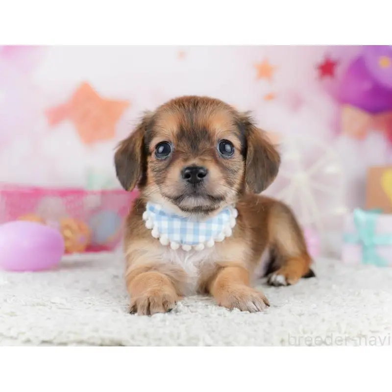 販売中の千葉県のチワックス:チワワ×ミニチュアダックスフンド-453905の9枚目