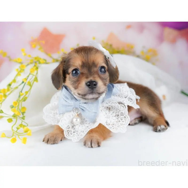 販売中の千葉県のチワックス:チワワ×ミニチュアダックスフンド-453905の8枚目