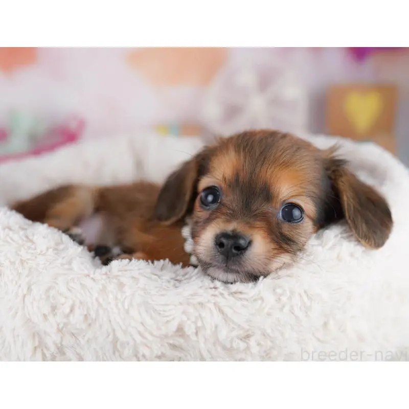 販売中の千葉県のチワックス:チワワ×ミニチュアダックスフンド-453905の7枚目