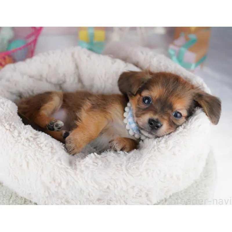 販売中の千葉県のチワックス:チワワ×ミニチュアダックスフンド-453905の6枚目