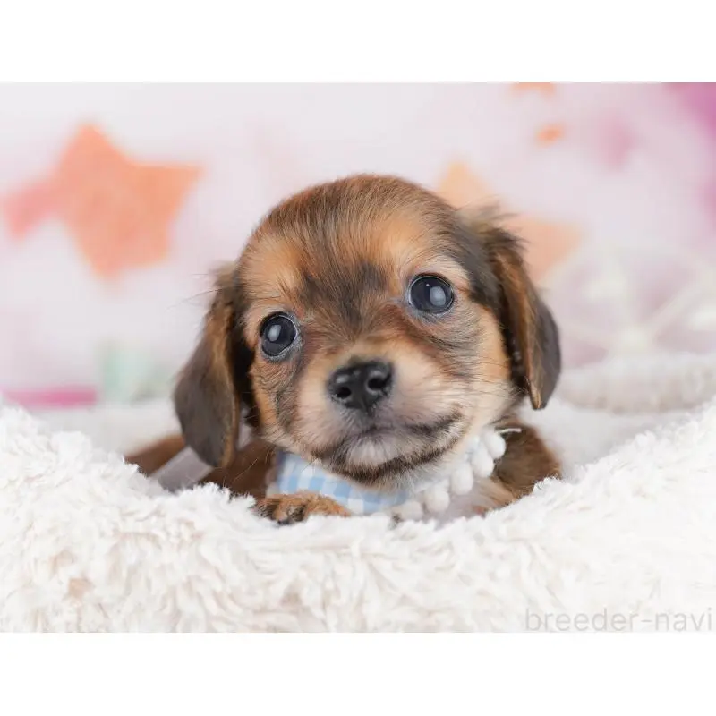 販売中の千葉県のチワックス:チワワ×ミニチュアダックスフンド-453905の5枚目