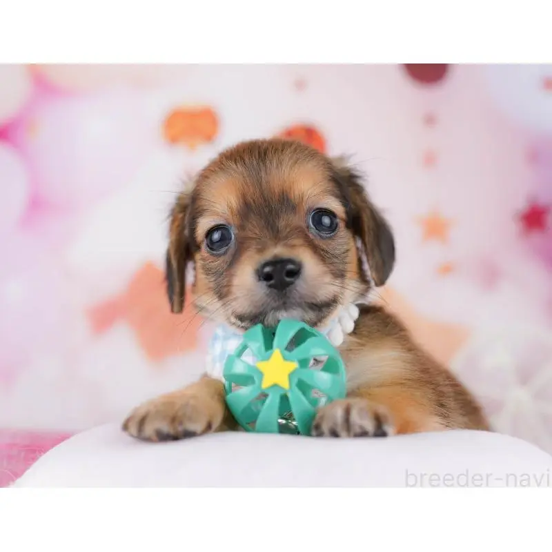 販売中の千葉県のチワックス:チワワ×ミニチュアダックスフンド-453905の4枚目