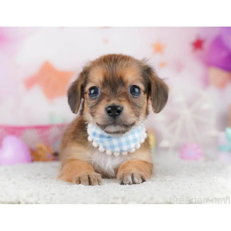 販売中の千葉県のチワックス:チワワ×ミニチュアダックスフンド-453905の3枚目