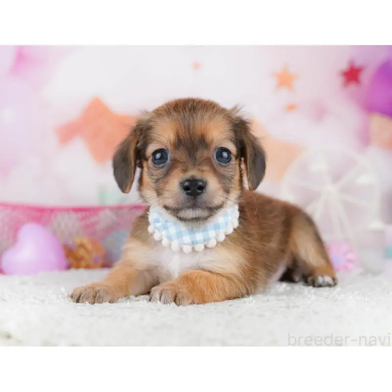 販売中の千葉県のチワックス:チワワ×ミニチュアダックスフンド-453905の2枚目