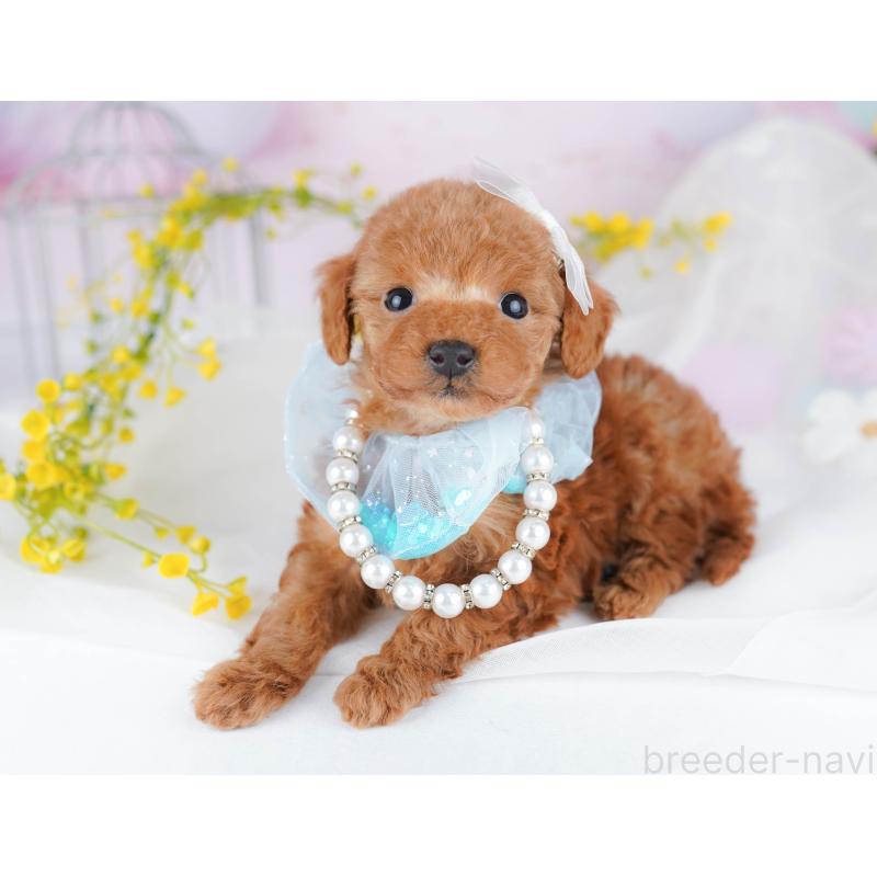 販売中の千葉県のティーカッププードル-453864の12枚目