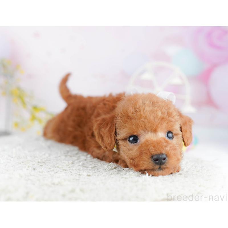 販売中の千葉県のティーカッププードル-453864の11枚目