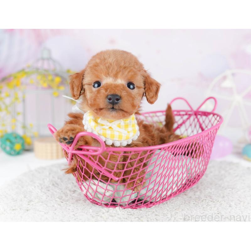 販売中の千葉県のティーカッププードル-453864の10枚目