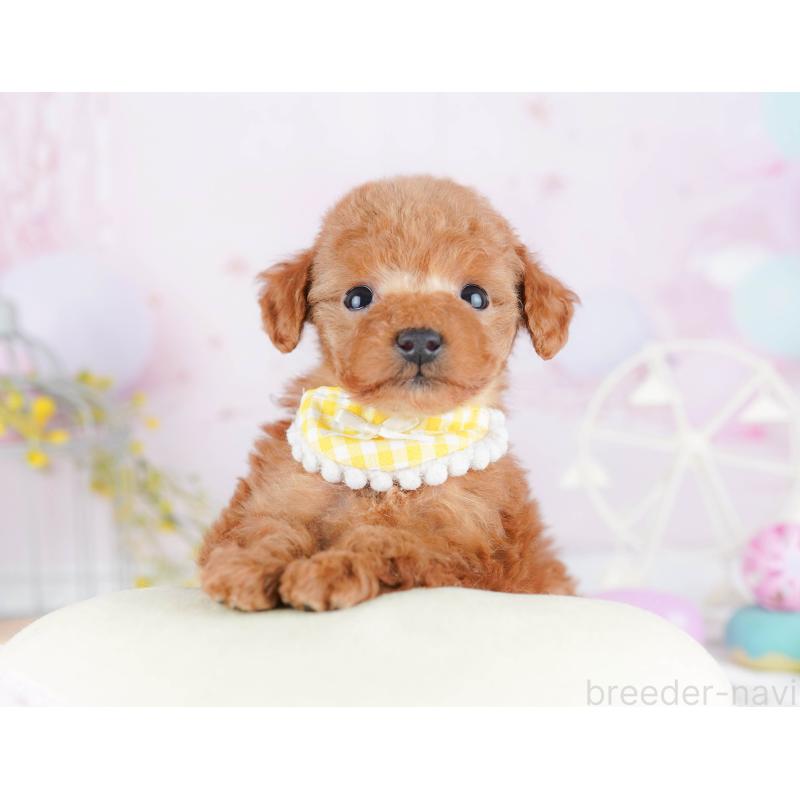 販売中の千葉県のティーカッププードル-453864の9枚目