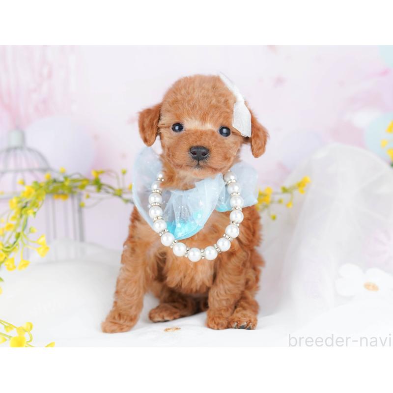 販売中の千葉県のティーカッププードル-453864の8枚目