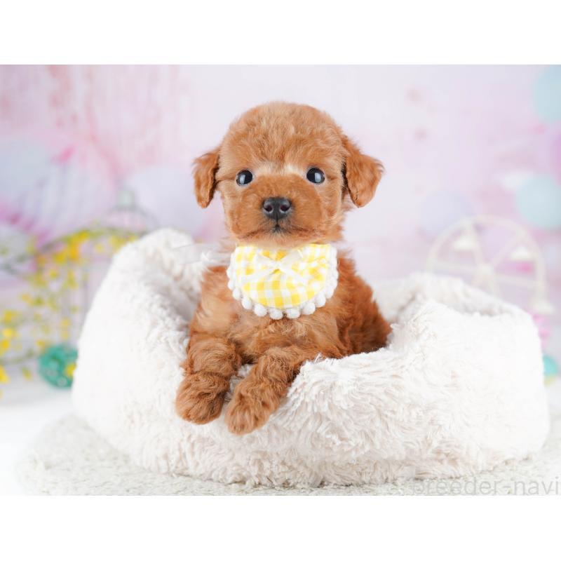 販売中の千葉県のティーカッププードル-453864の6枚目