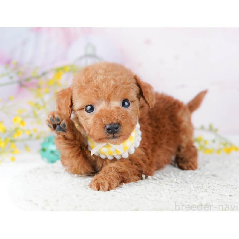 販売中の千葉県のティーカッププードル-453864の5枚目