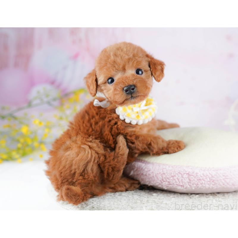 販売中の千葉県のティーカッププードル-453864の4枚目