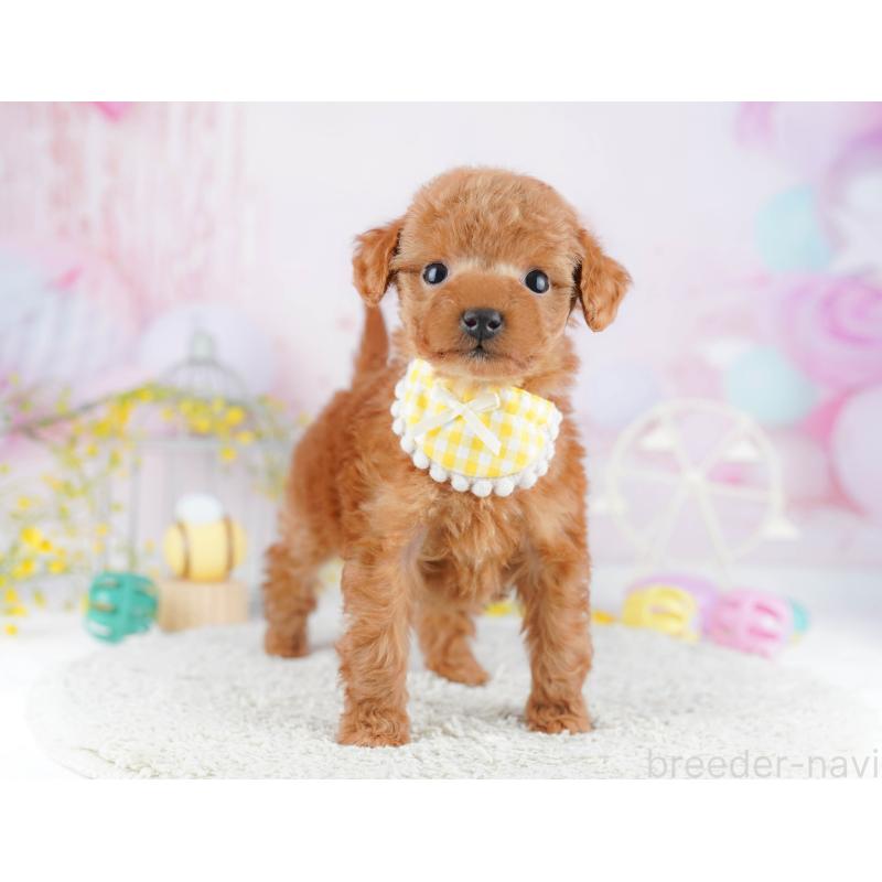 販売中の千葉県のティーカッププードル-453864の3枚目