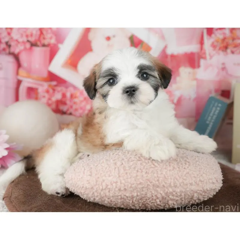 販売中の千葉県のミックス犬-453926の11枚目